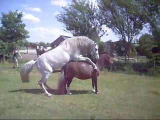 Basjeslotjes Unification