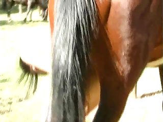 Horse With Huge Cock 1
