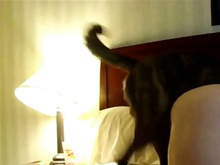 Breastfeed Animal Porn