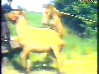 Animal Sex Tumbir