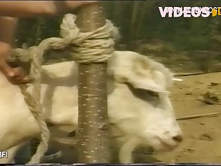 Pornhub Gay Animal Crossing