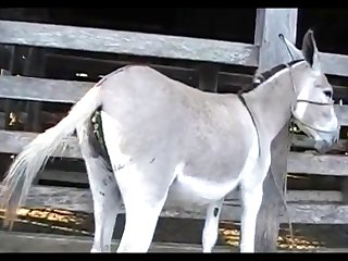Jack Donkey Scene 01