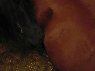 Ponycum