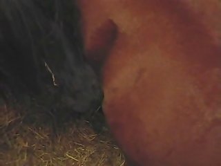 Pony Cum