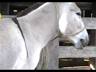 Donkey Jack Scene 03
