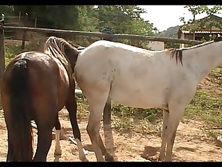 Vt21022016b Shadow Vs Nina Mare Sc 02