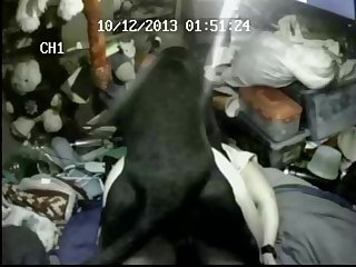 Dog Porn Zaina