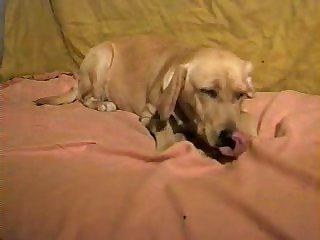 Wife Vs Dog Porn
