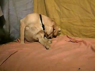 Wife Vs Dog Porn