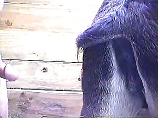 Solo Teen Dog Porn