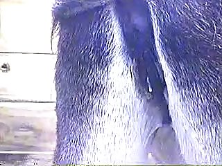 Solo Teen Dog Porn