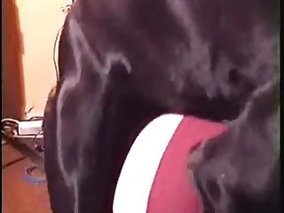 Woman Cowgirl Dog Porn