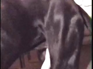 Woman Cowgirl Dog Porn