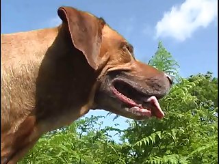 Beastiality Dog Porn