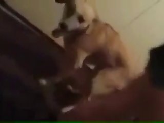 Animal Sex Xxx Com