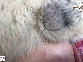 Young Teen And Dog Porn