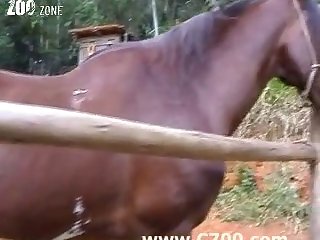 Perverted Animal Sex