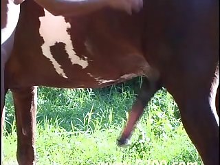 Animal Sex Video Full Hd