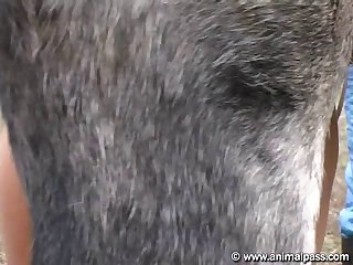 Asian Animal Sex Movies