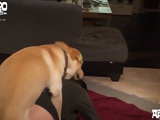 Porno Con Un Cane