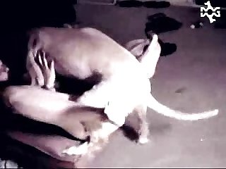 Videos Sofilia