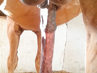 Nice 1 Beastforum Geles Masturbation