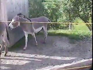 Animal. .gay. .male.donkeys.mating