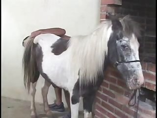 Mister Horse O Comedor De Egua 2
